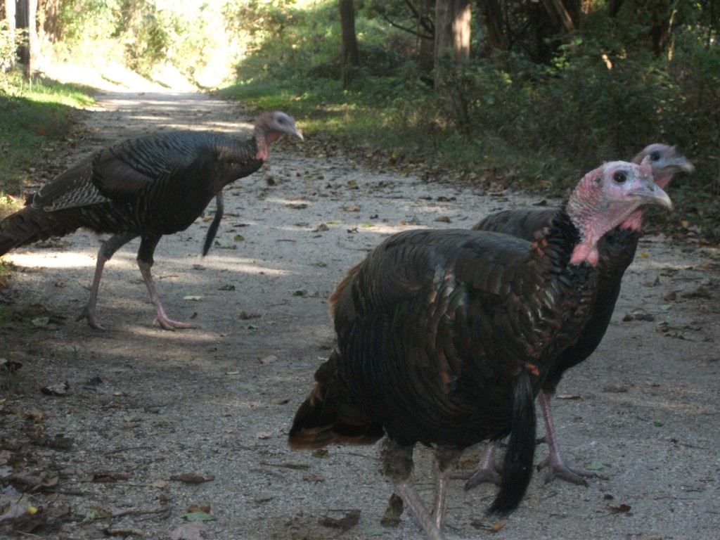 Turkeys at Morton Wildlife Refuge