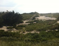 Did you know beach grass actually holds sand dunes in place through a subterranean system of woven roots?