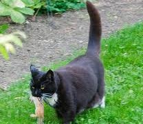 Did you know cats are a major threat to the natural environment killing over 4 billion animals a year?