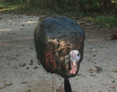 Gobble Gobble – Did you know turkeys are native to long island and a natural method of tick control?